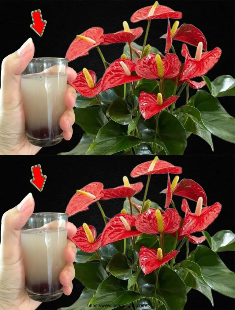 Nur einmal reicht! Das Anthurium blüht das ganze Jahr über