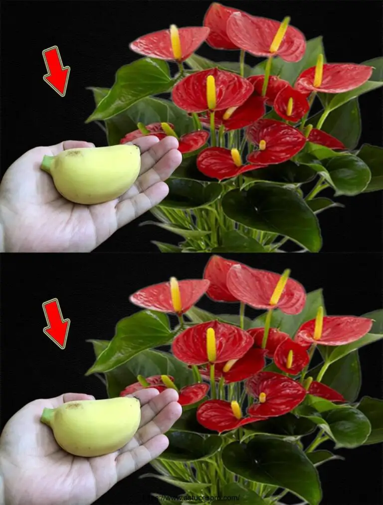 Eine Frucht reicht! Das Anthurium blüht das ganze Jahr über