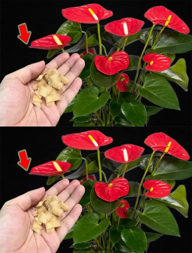 Nicht wegwerfen! Es macht Anthuriums Blüte leicht