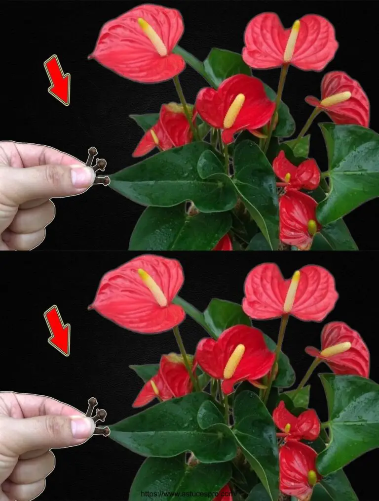 Brauche nur ein paar Knospen! Alle Anthurium Baum wird brillant blühen