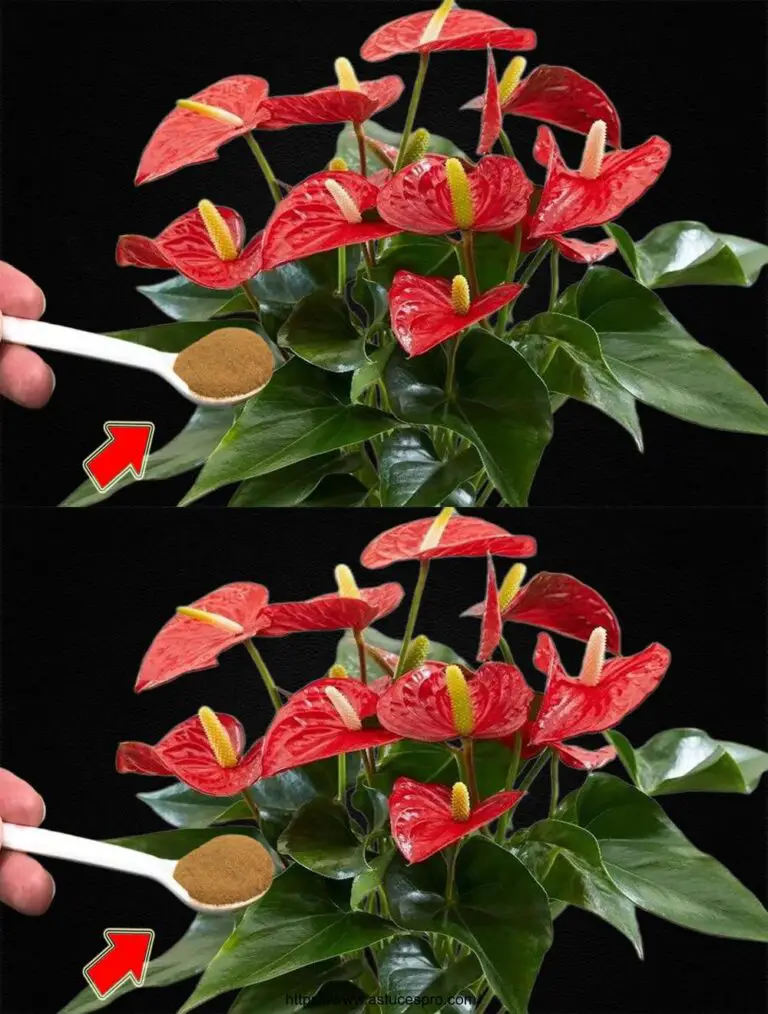 Sprinkle es auf die Wurzeln! Plötzlich blühte das Anthurium endlos.