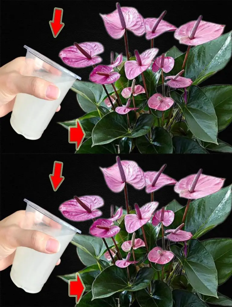 Nur 1 Tasse! Anthurium ohne Blumen Blossoms Suddenly kontinuierlich ohne Stoppen.