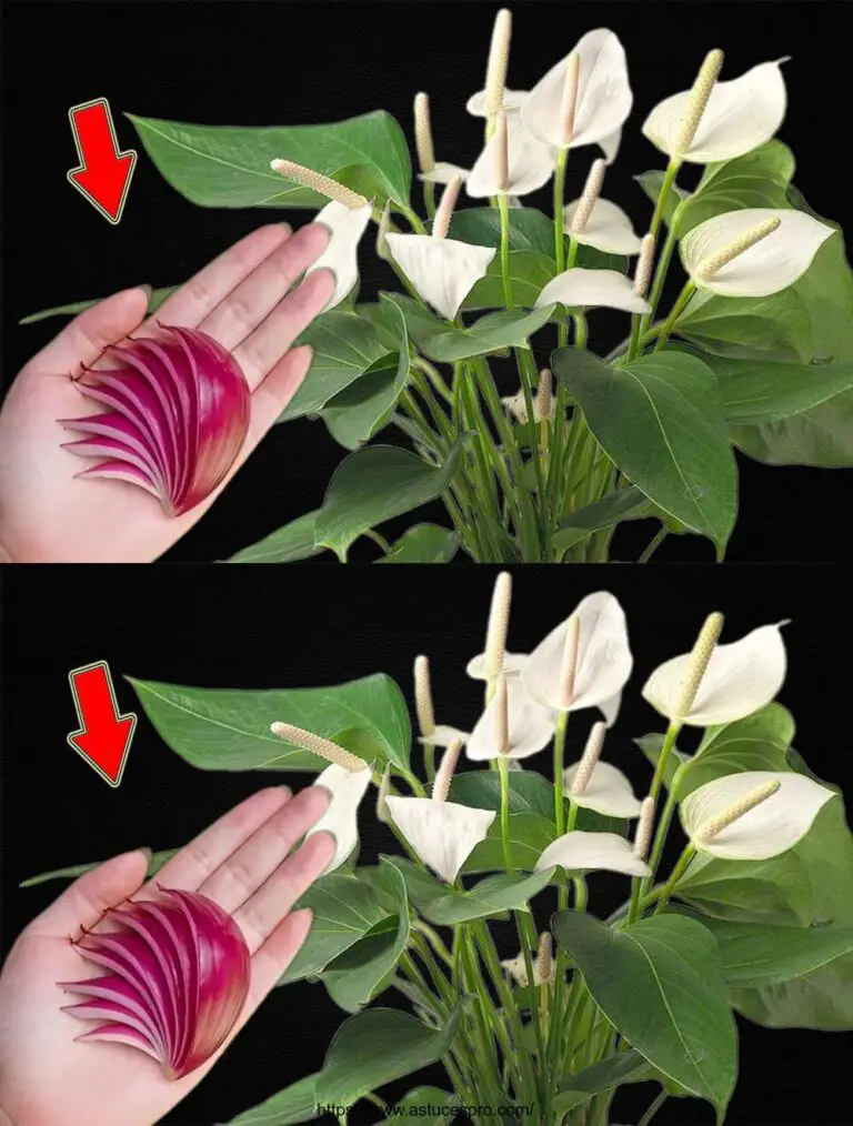 Nur ein Stück Zwiebel, das Anthurium wird gesund und wird viele magische Blumen blühen.