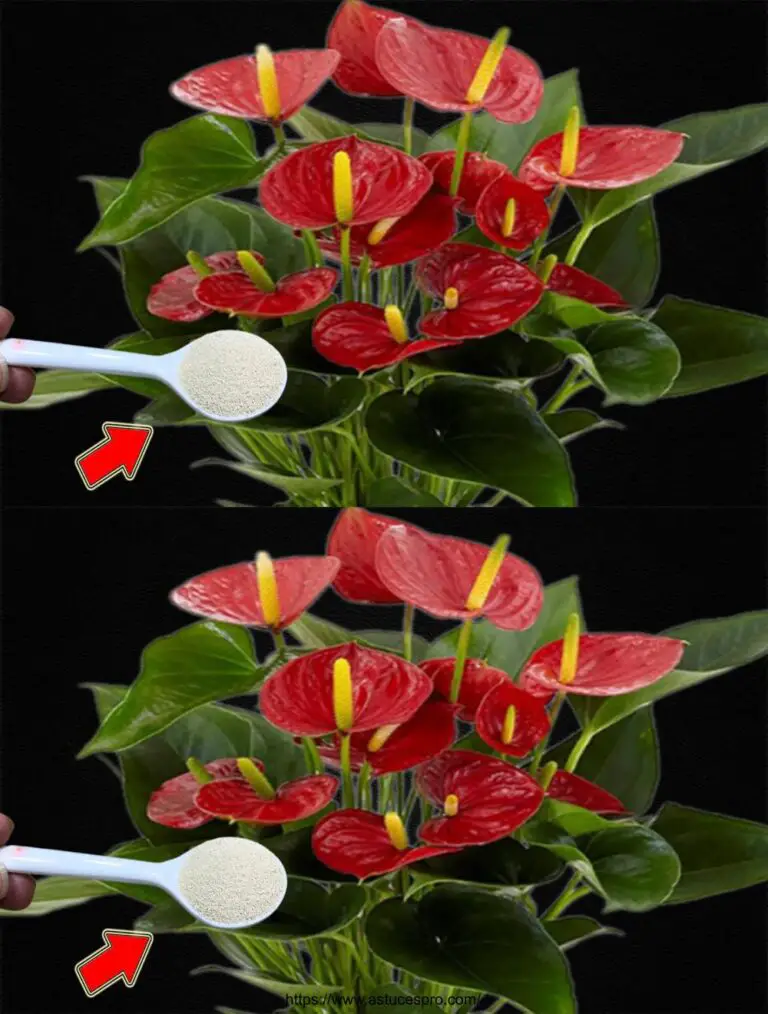 Ich bestreue einen Löffel! Plötzlich blüht das Anthurium unkontrollierbar