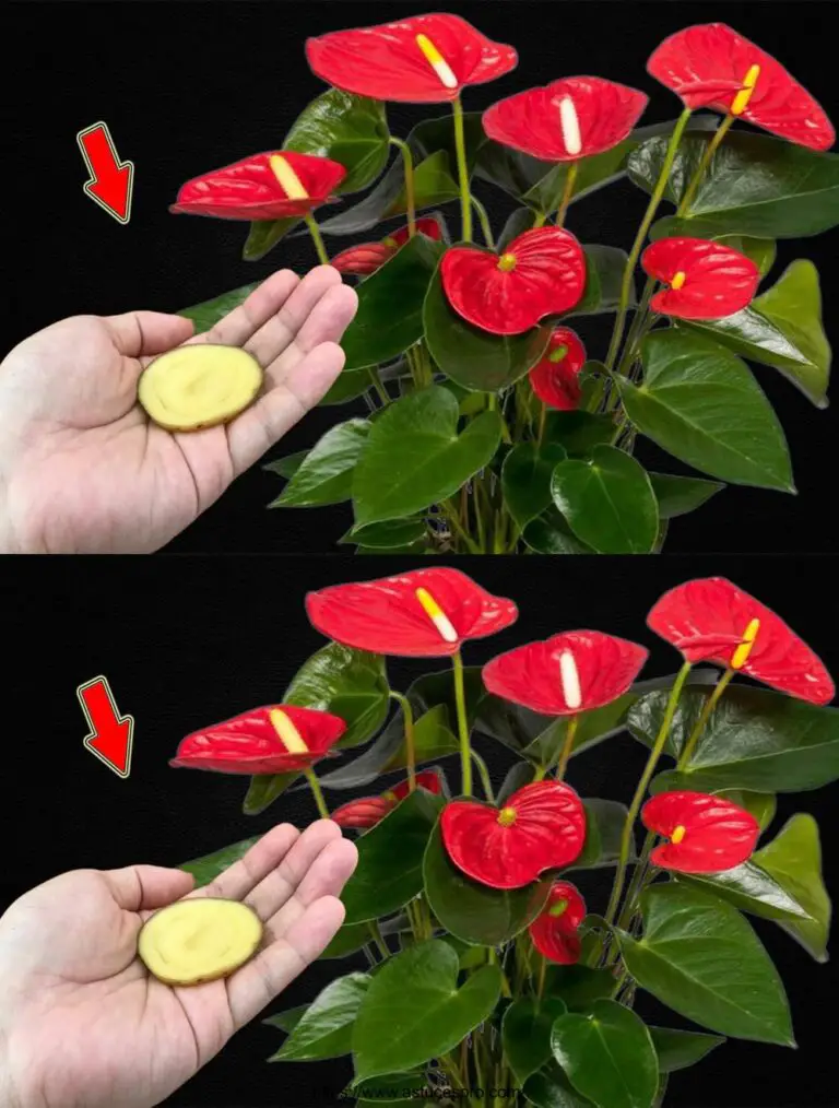 Platz 1 Stück im Boden! Anthurium wächst schneller und Blüten 300% mehr