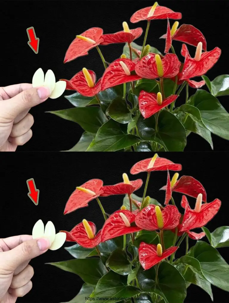 1 Slice Slim pro Woche! Alle Anthurium S