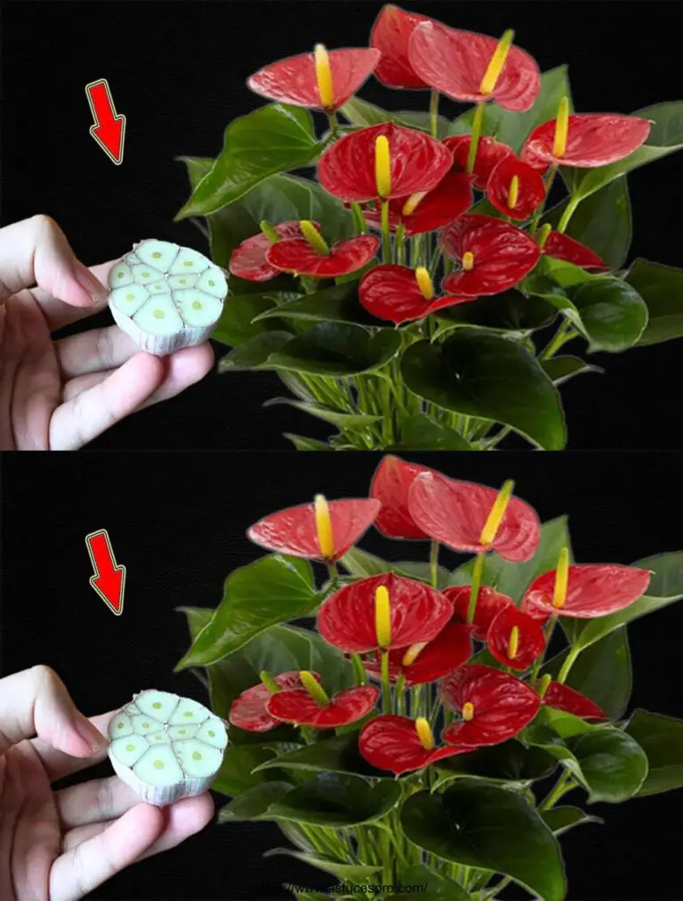 Ein Zweig des Knoblauchs, das Anthurium wird gesund und wird viele magische Blumen blühen.