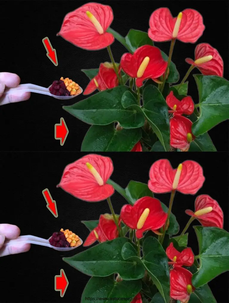 Nicht wegwerfen! Dies verursacht viele schöne Blumen in Anthuriums zu blühen.