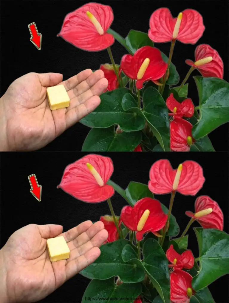 Legen Sie ein Stück in den Boden! Jedes Anthurium wird brillant blühen