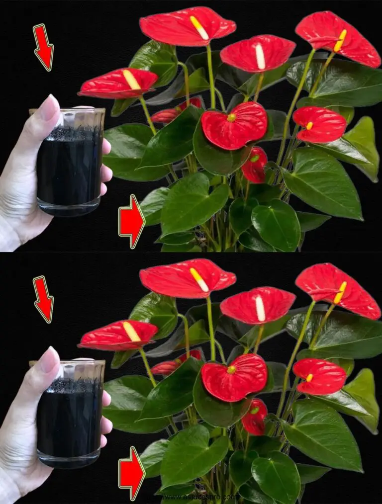 Ich habe 1 Tasse bezahlt! Plötzlich der Anthurium Color Sclate