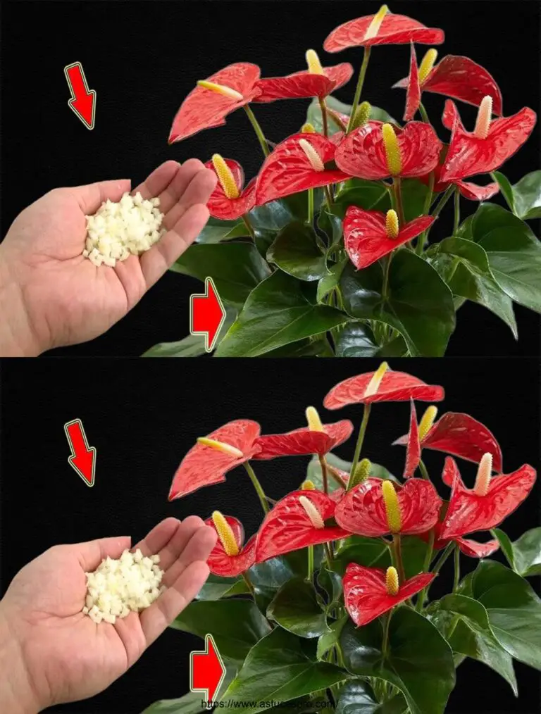 Sprinkle einen Löffel! All Anthurium wird das ganze Jahr über brillant blühen