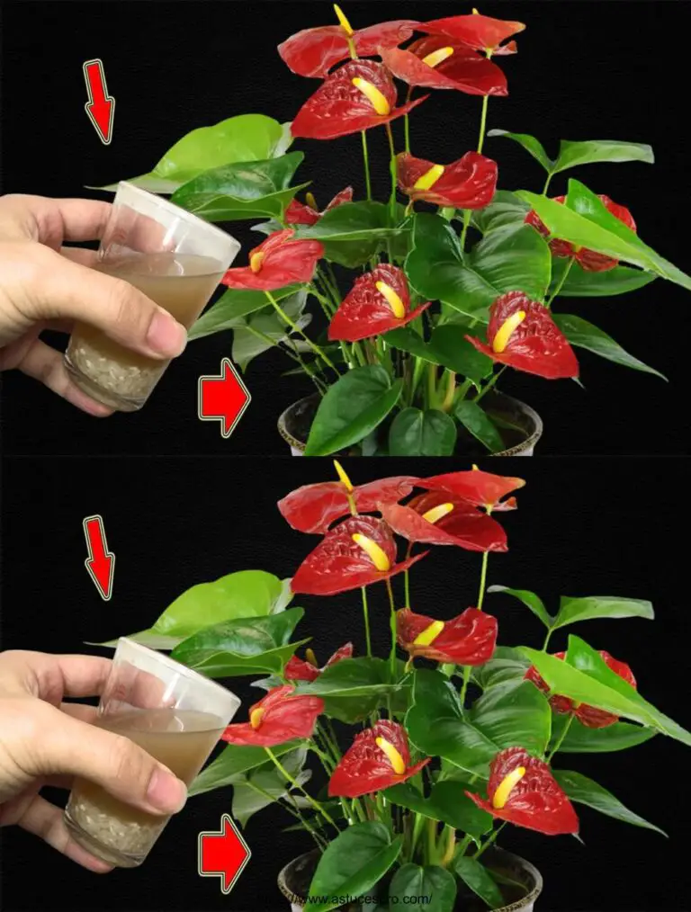 Nur wenige wissen es! Es macht den Anthurium Burst mit vielen schönen Blumen