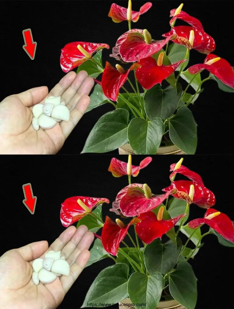 Ein Zwiebelgraben blüht auch viele schöne Blumen im Anthurium.