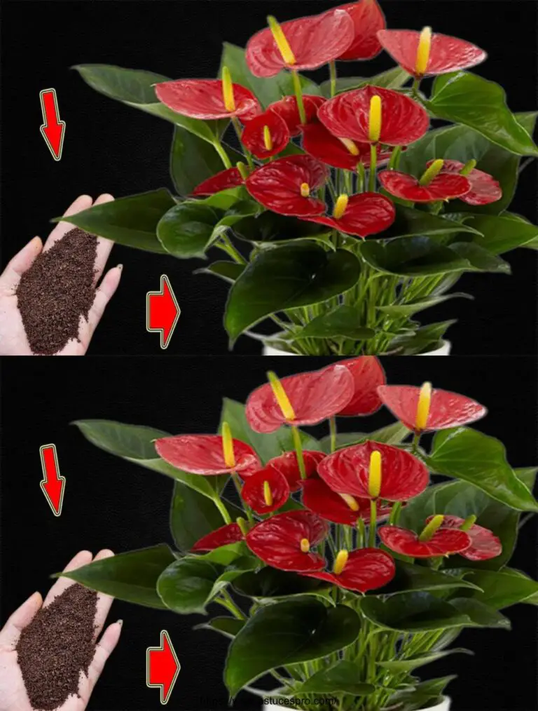 Ich bestreue einen Teelöffel! Plötzlich blühte das Anthurium viele magische Blumen.