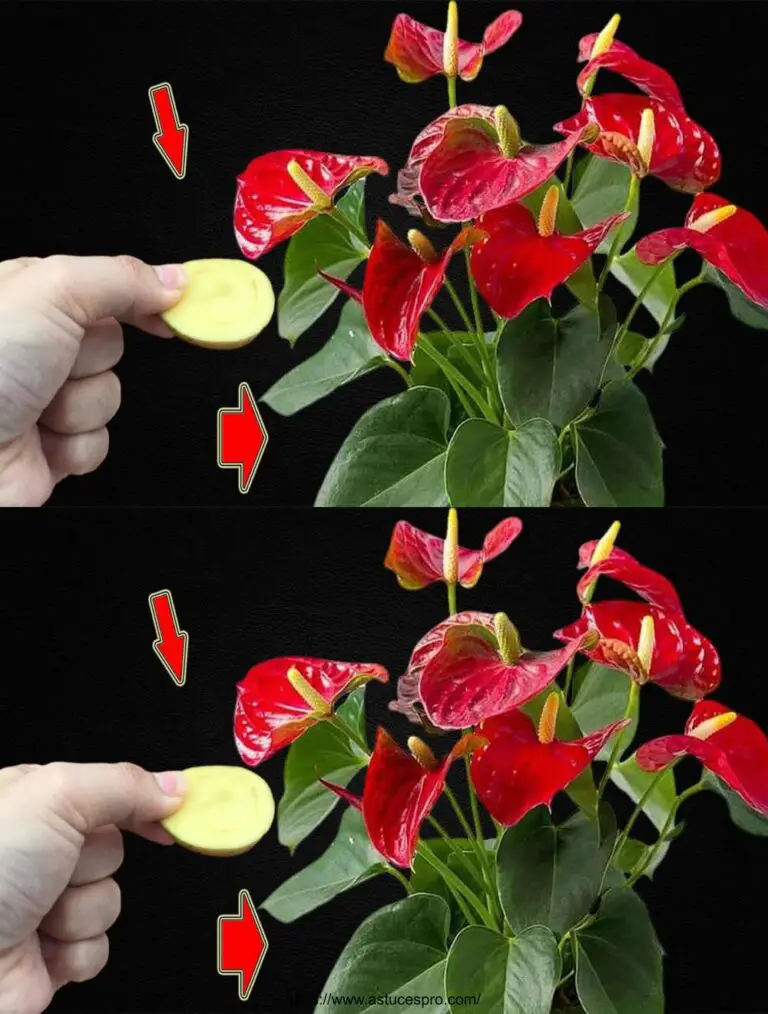 Nur ein Stück! Anthurium ohne Blumen Blossoms Suddenly in einer Multitude of Magic Flowers