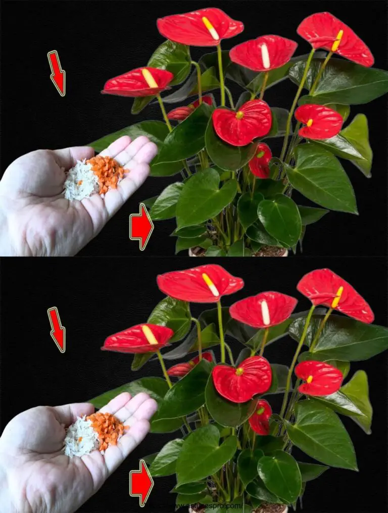 Ein Anthurium pro Baum: schnelles Wachstum und kontinuierliche Blüte