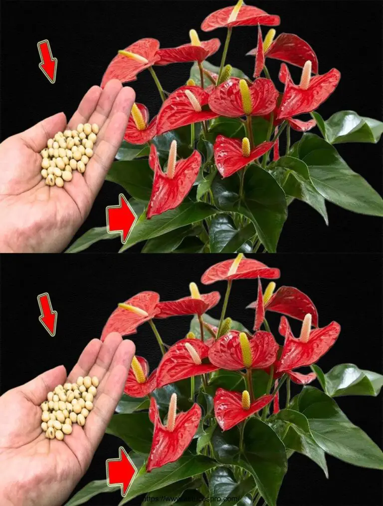 Das macht Push die Anthurium 300 Zeit schneller und Blumen das ganze Jahr