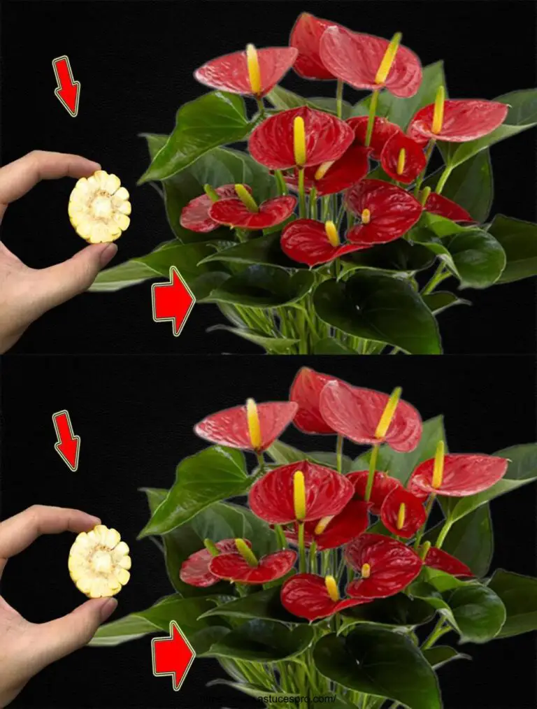 Plötzlich wuchs ein Anthurium und blühte aus der Kontrolle: A Tree, A Piece!