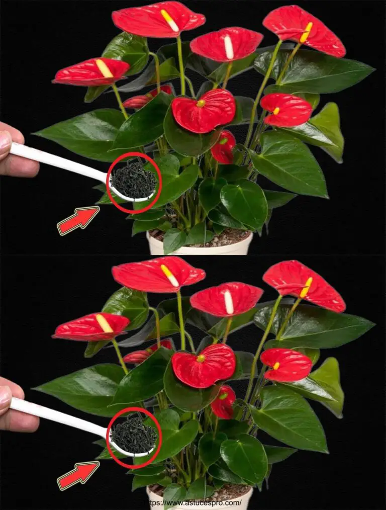 Nur 1 Spoon für Sublime Anthuriums Gärten mit Blick auf das Leben