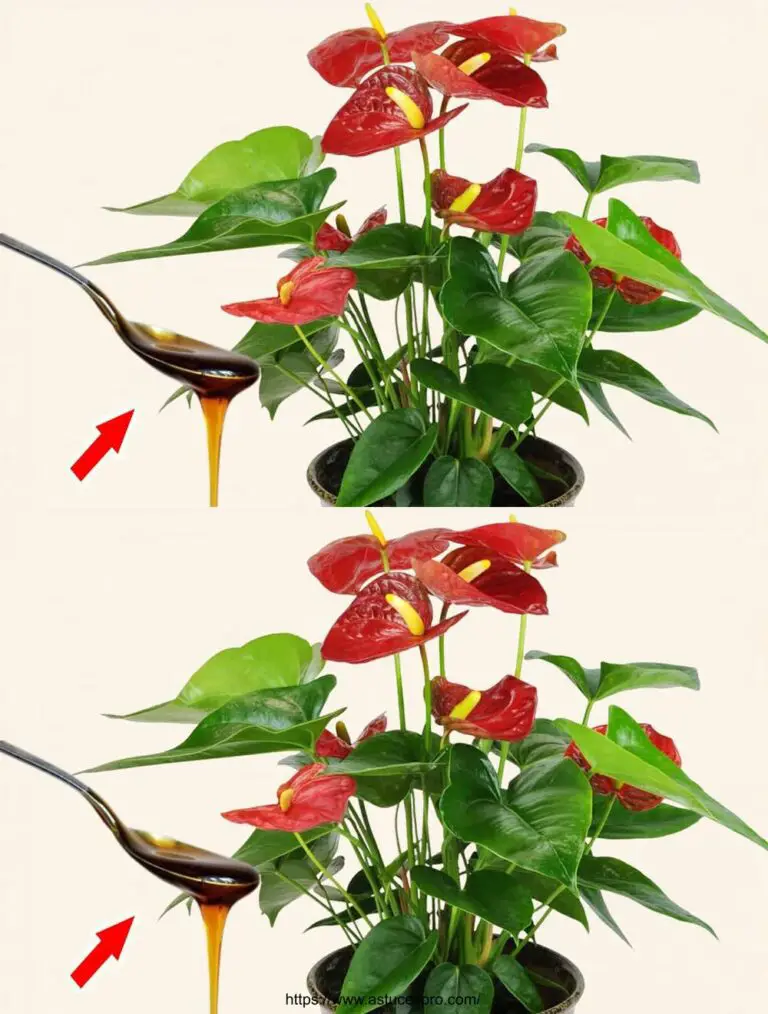 Ein paar Tropfen von Plante! Die Anthurium Scatter und Blossom das ganze Jahr über