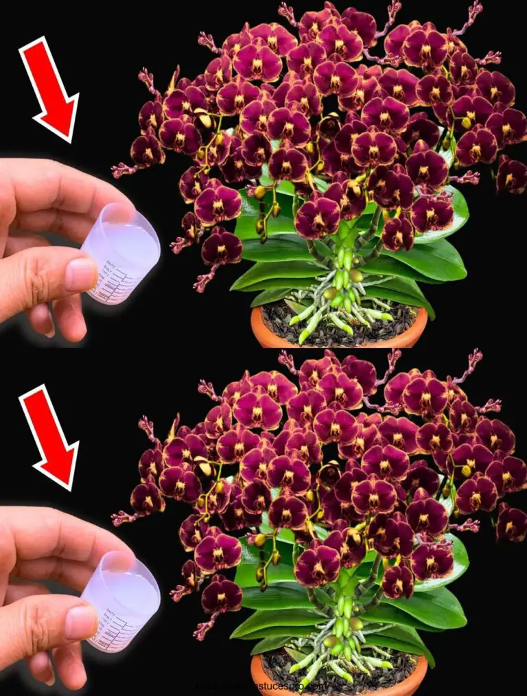 Nur ein Stopper! Orchideen blühten oft