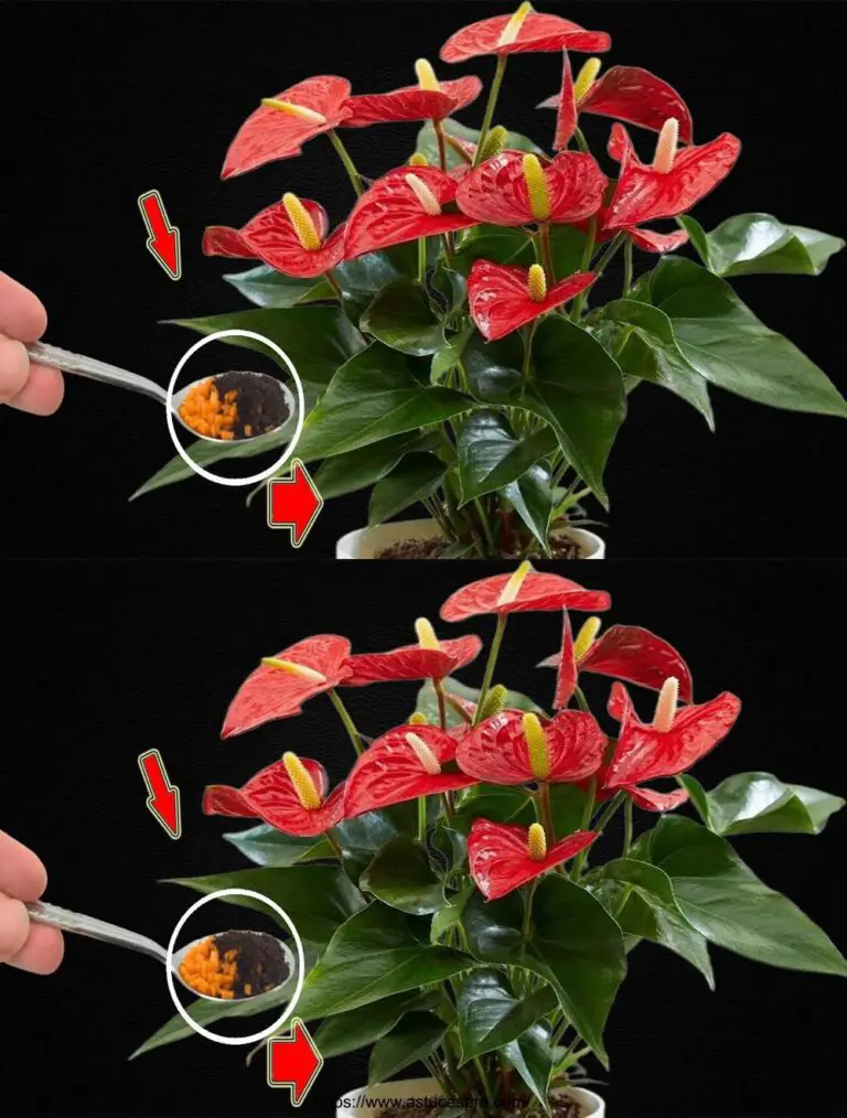 Sprinkle 1 Teelöffel! Plötzlich schlüpfte das Anthurium viele magische Blumen.