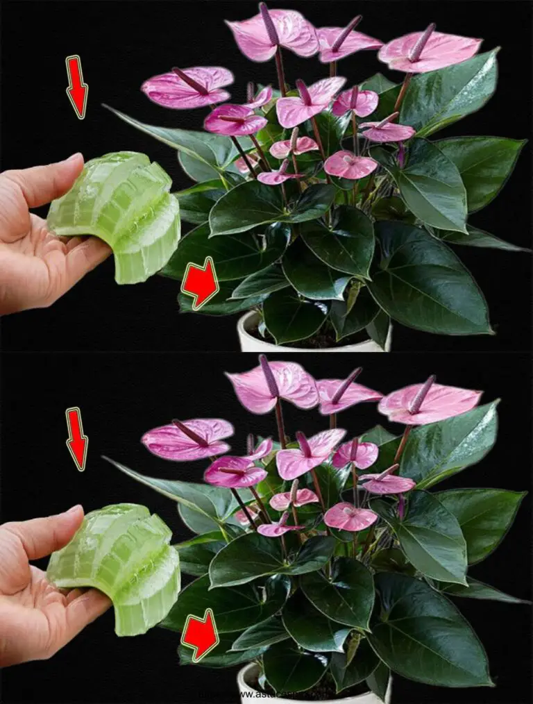 Was für ein Wunder! Anthuriums wachsen 500 mal schneller und blühen das ganze Jahr über kontinuierlich.