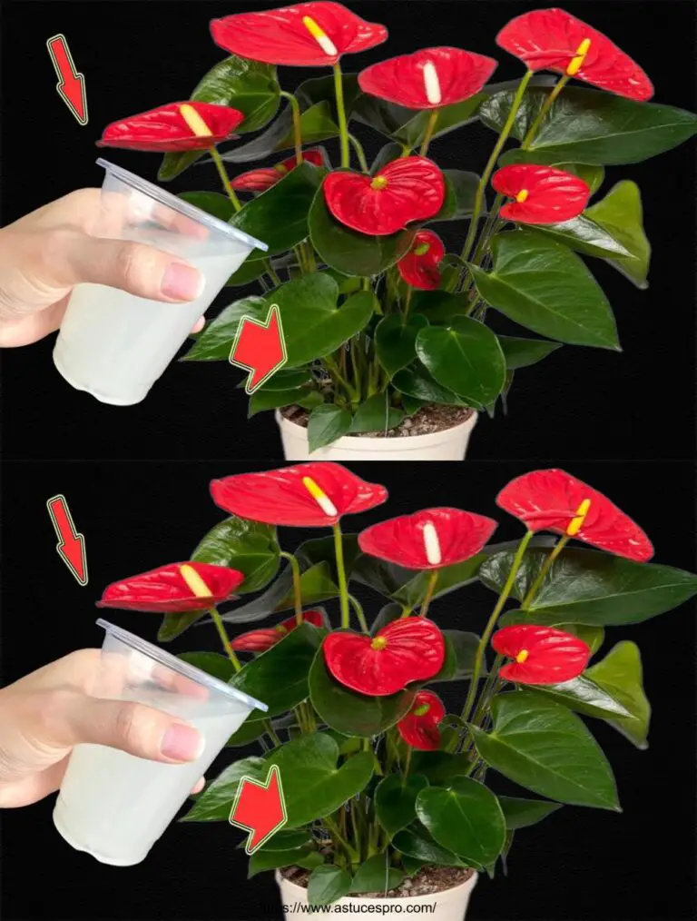 Nur 1 Tasse gemacht Wie viele Blumen von Anthurium Exploser