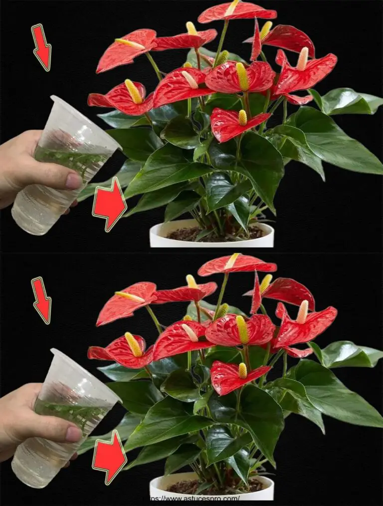 Nur 1 Tasse gemacht, um das Anthurium mit so vielen Blumen zu erkunden