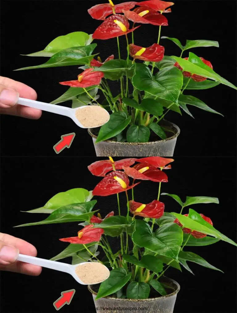 Ich bestreue einen Löffel! Plötzlich hat das Anthurium in einer magischen Blumen-Muldigung