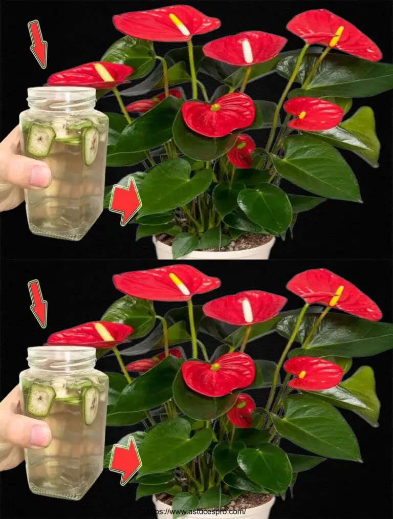 Nur wenige wissen es! Das macht die Anthuriums im Laufe des Jahres dramatisch blühen.