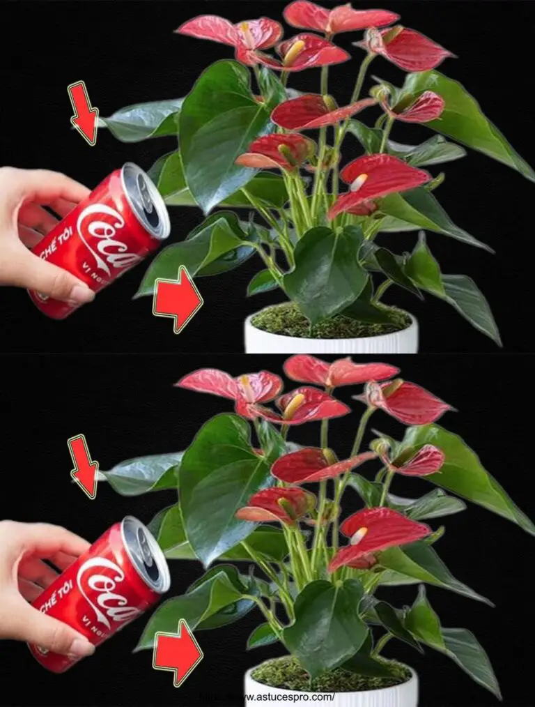 A Can of Coca-Cola Gefertigt magisch Der ganze Garten von Anthurium