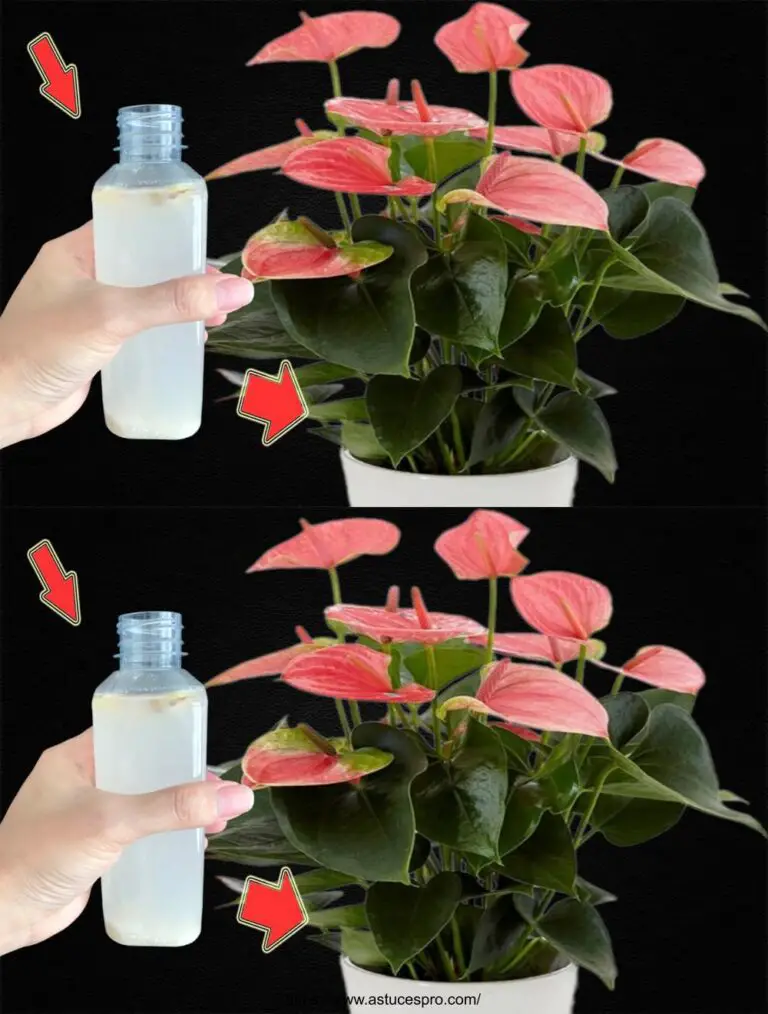 Eine Flasche im Monat! Das Anthurium blüht das ganze Jahr über