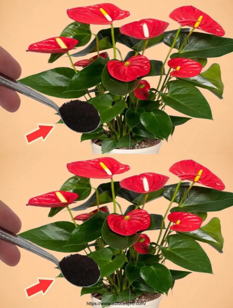 Verbringen Sie ein paar von den Wurzeln! Plötzlich blühte das Anthurium endlos.