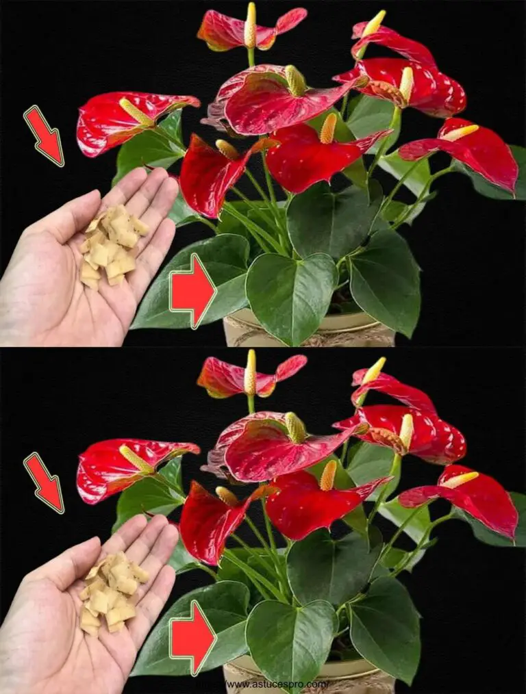 Berühren Sie die Wurzeln! Anthuriums wachsen und blühen wie verrückt.