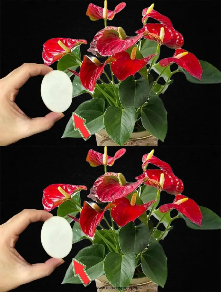 Ein Stück von jedem Baum! Anthuriums Push und Blossom zu halten!