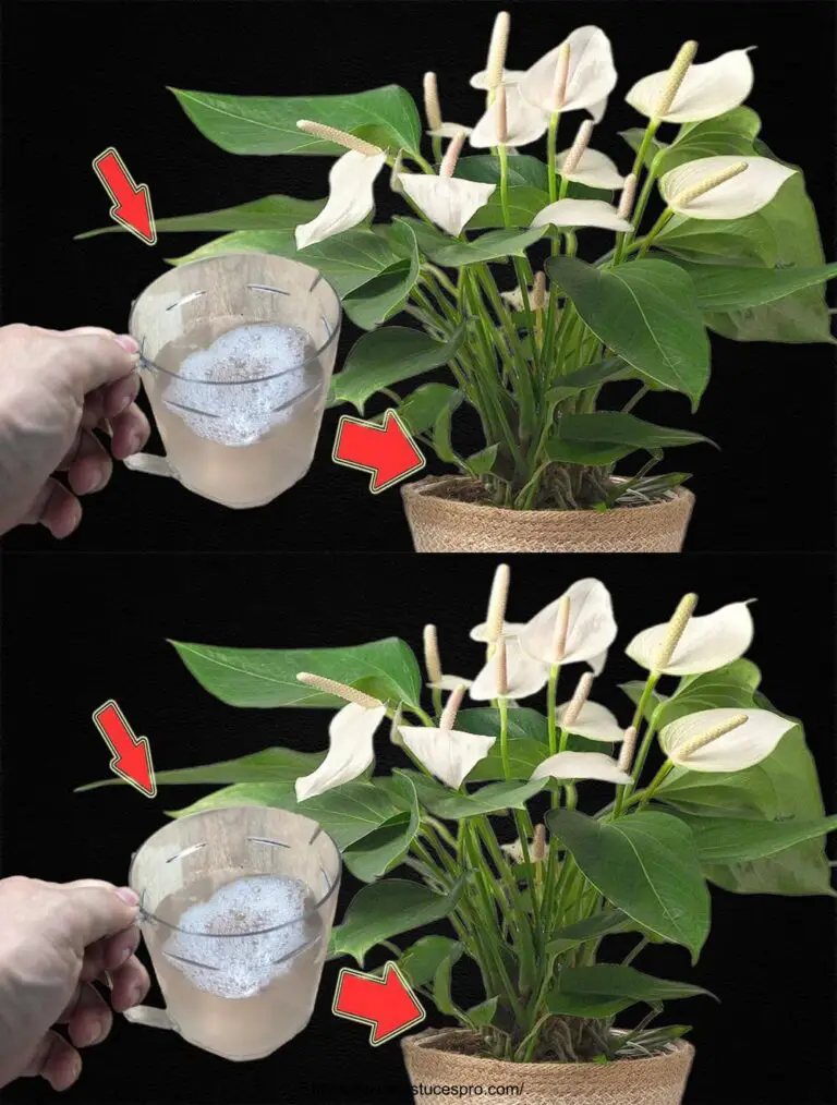 Ein einfaches Glas davon wird die Anthurium Blüte das ganze Jahr über!