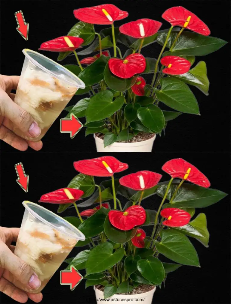 Nur 1 Tasse! Das Anthurium wird viele Blumen produzieren.