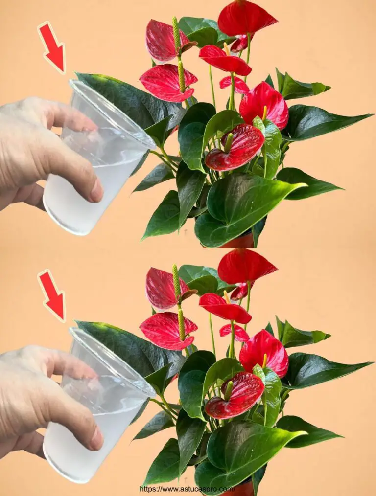 Nur 1 Tasse kann viele Blumen aus dem Anthurium aufblasen.