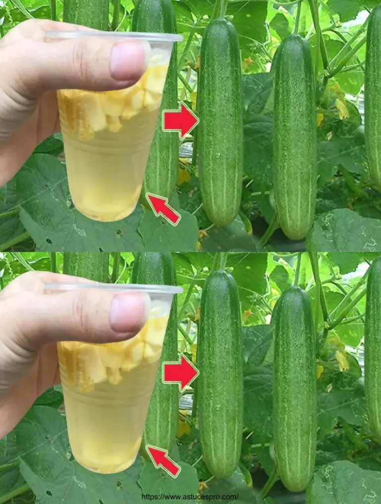 Aufmerksamkeit Gurken und Tomaten wachsen mit dieser Methode unkontrolliert!