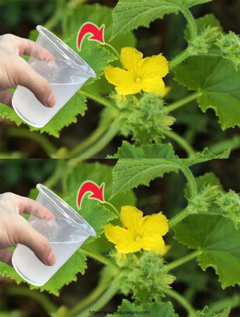 Ein Glas davon, und Ihr Garten wird explosiv