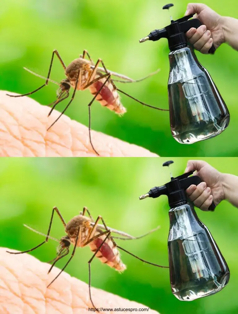 Die Mücken werden in 2 Minuten verschwinden! Das beste Abwehrmittel von organischen Insekten!