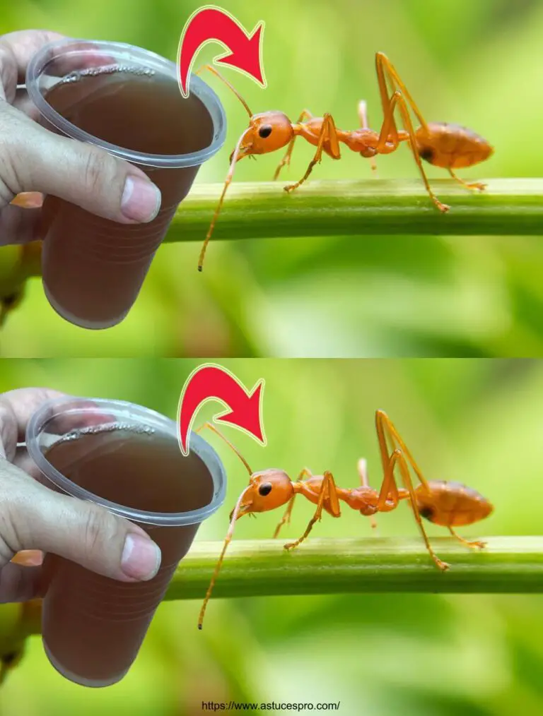 Ameisen werden in 2 Minuten aus Ihrem Garten verschwinden! Am effektivsten Insektizid!