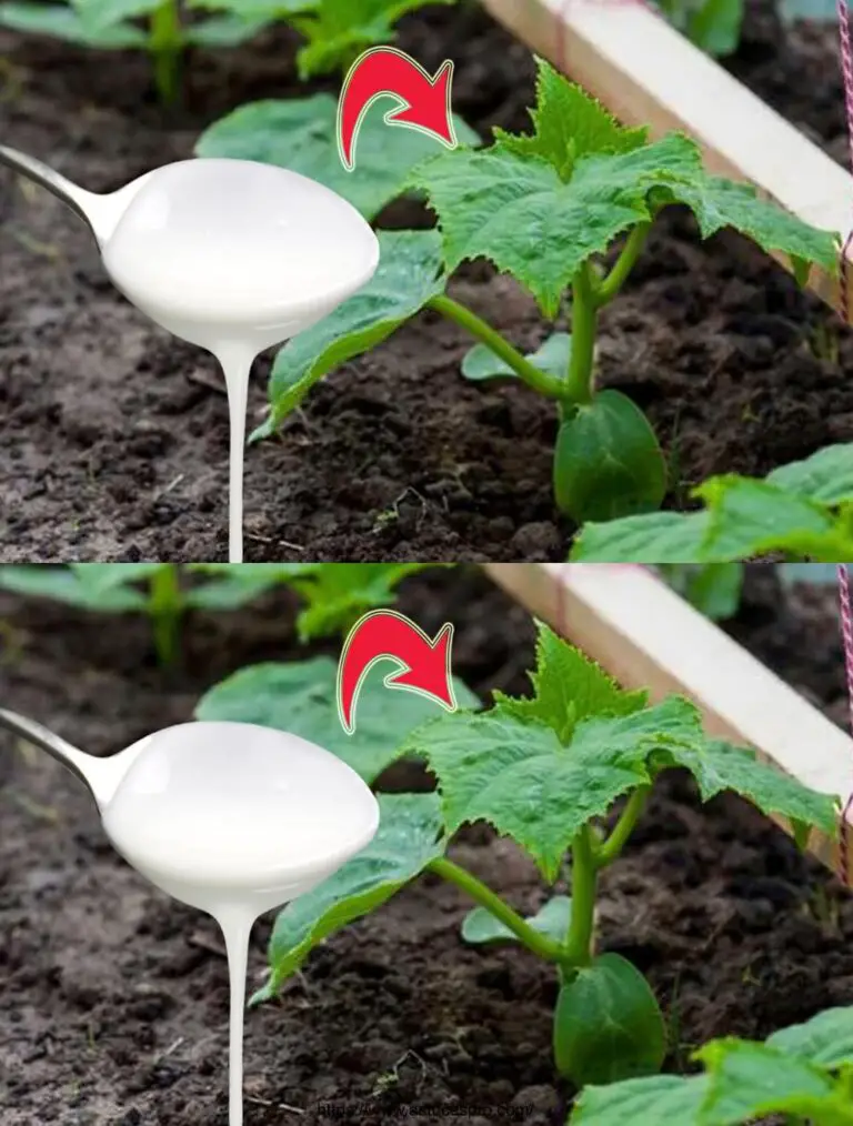 Ich bin erstaunt! Die beste organische Ergänzung für Tomaten und Gurken im Sommer!