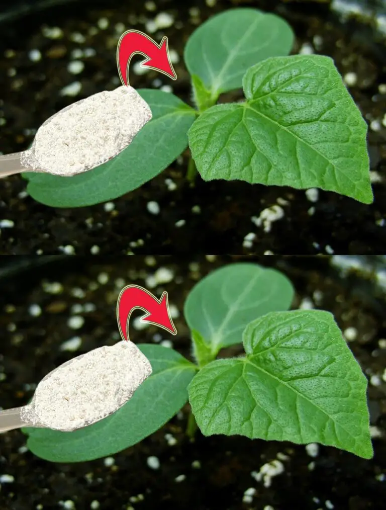 Überraschender Farmer! Gurken und Tomaten wachsen doppelt so schnell! Unglaubliche ultimative organische Ergänzung!