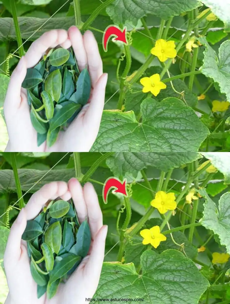 Bieten Sie dies zu Gurken und Tomaten im Sommer für eine Fülle von Obst!