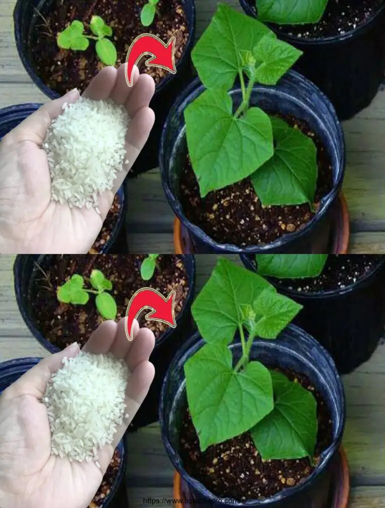 Bieten Sie ihnen Tomaten und Gurken im Juni-Juli! 200% Steigerung der Ernte.