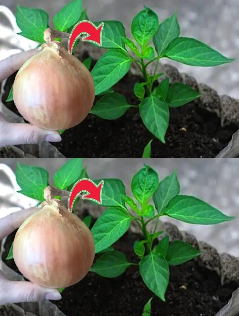 Wassern Sie die Pflanzen sofort mit diesem Wasser! Steigern Sie das Wachstum von Paprika, Tomaten & Gurken