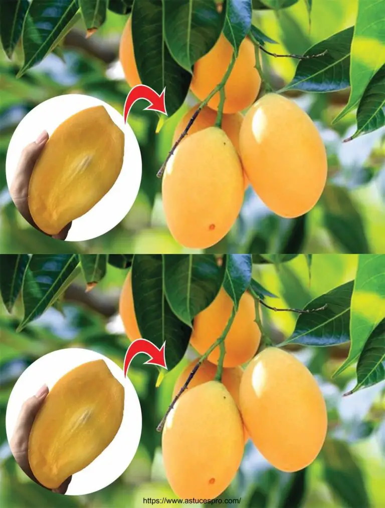 Unglaubliche Methode der raschen Verbreitung von Mangobäumen.