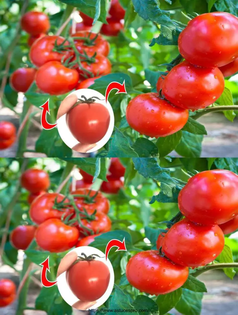 Unglaublich: wie Tomaten so groß und groß wachsen